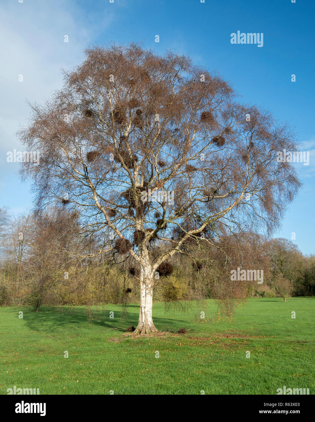 Escoba de bruja (Taphrina betulina) infectadas Birch Tree por motivos de Rockwell college, Cashel, Tipperary, Irlanda Foto de stock