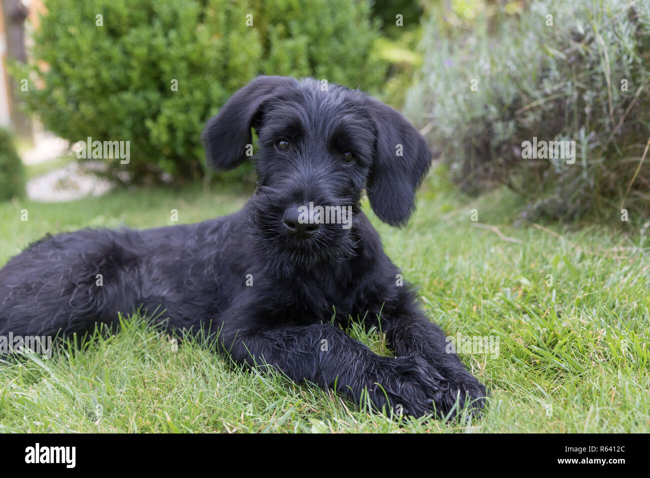 Cachorro de perro Schnauzer gigante negro adorable mirando la cámara  Fotografía de stock - Alamy