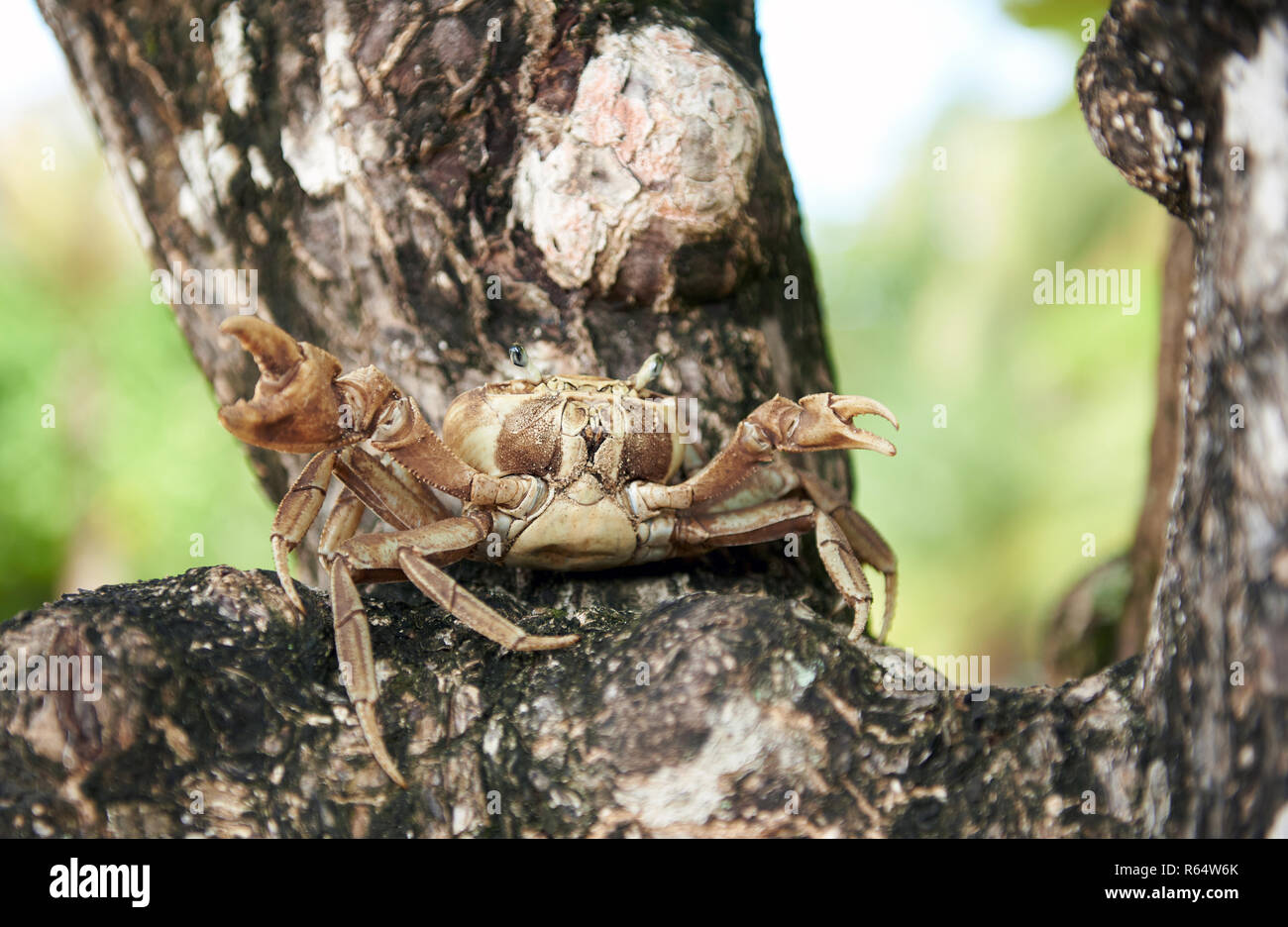 Retrato de la vida de cangrejo de fondo natural borrosa Foto de stock