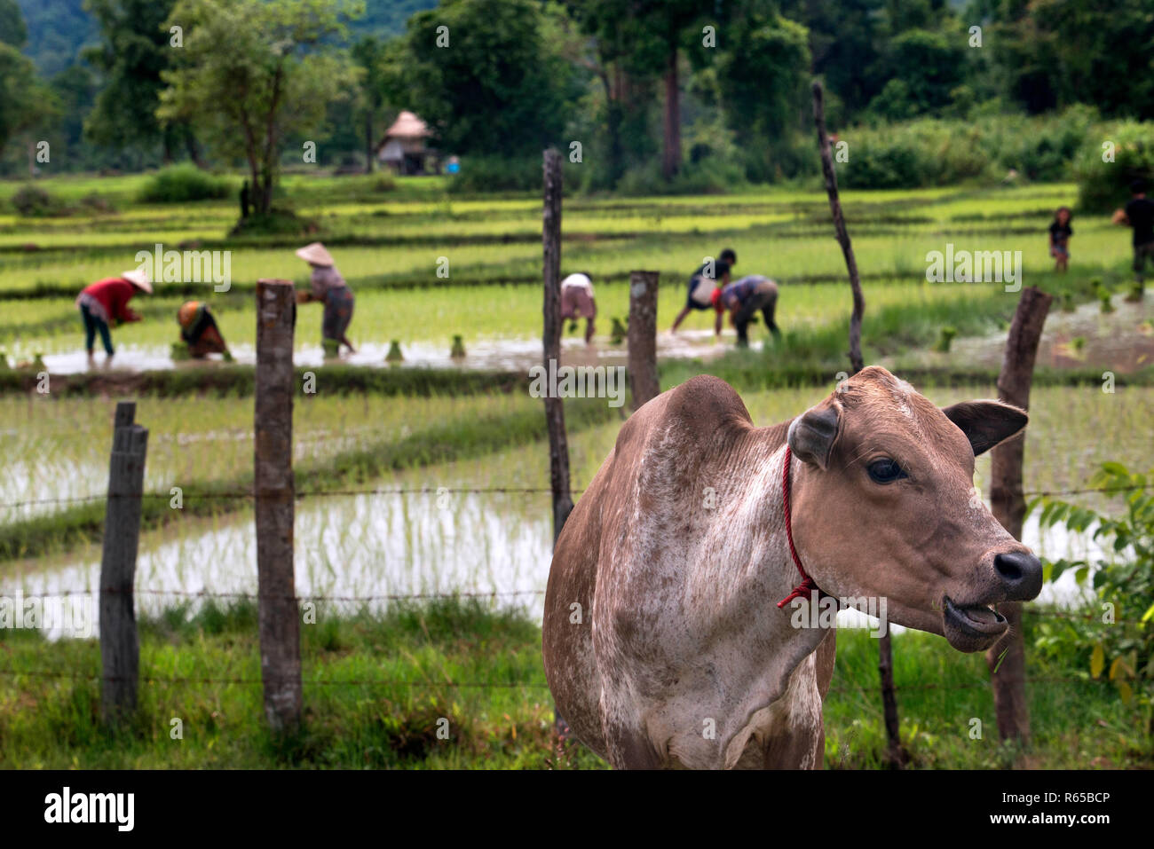 Vaca y personas que trabajan en la plantación de cerca ricefiel Pakse, Laos Foto de stock