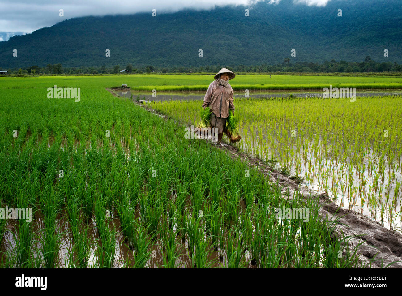 Mujer trabajando en la plantación de cerca ricefiel Kiet Ngong, Laos Foto de stock