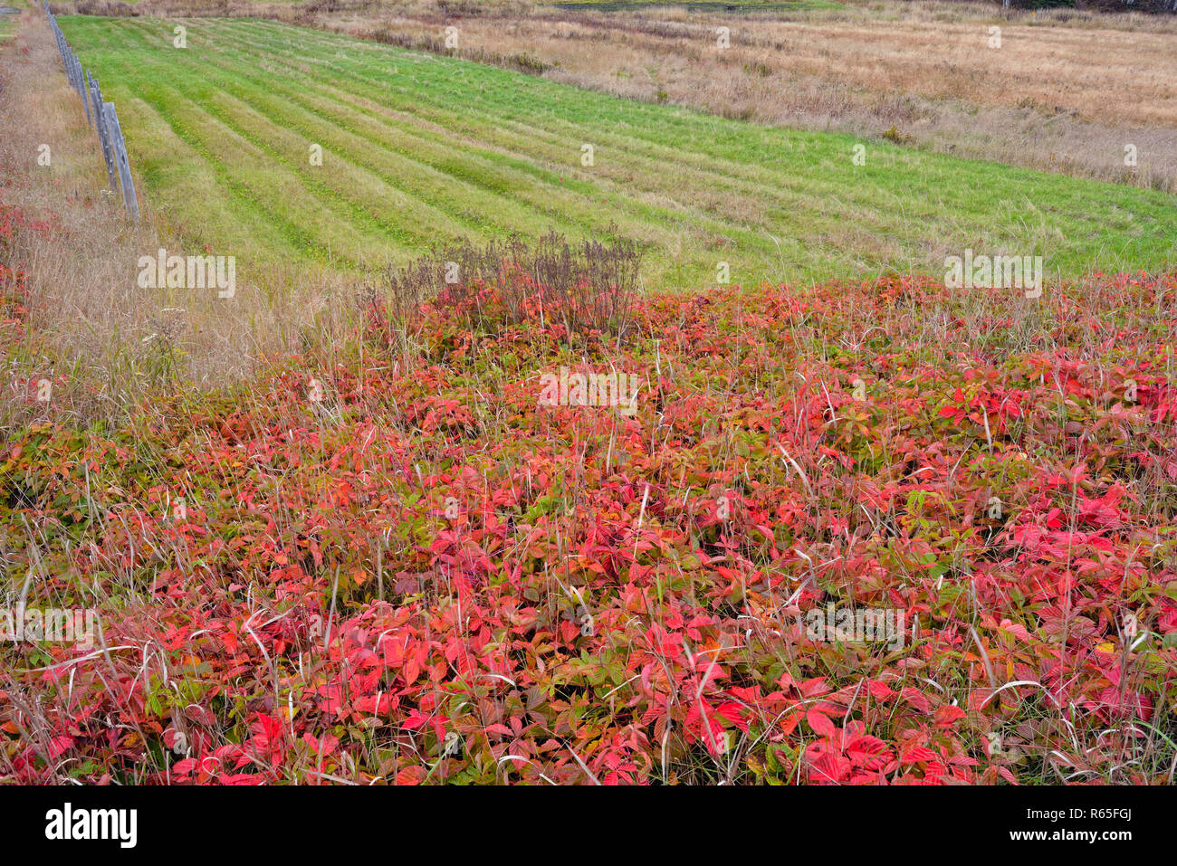 Rubus pubescens (Blackberry, enano rojo enano rojo frambuesa, Dewberry) Otoño colonia cerca de un hayfield, mayor en Sudbury, Ontario, Canadá Foto de stock
