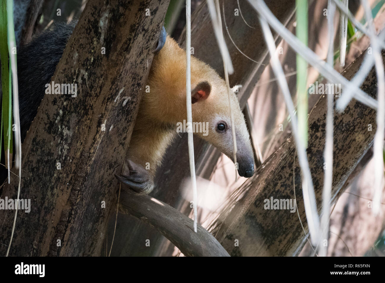 Oso hormiguero menor en el árbol peeping mediante hojas Foto de stock