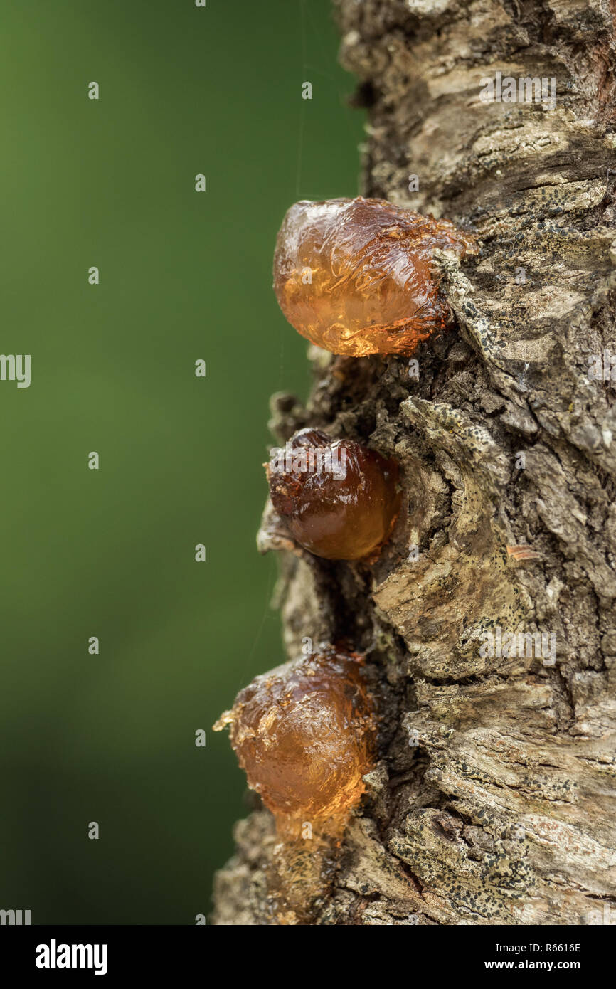 anillo traductor relajarse Gotas de resina de árbol sobre un tronco de árbol Fotografía de stock -  Alamy