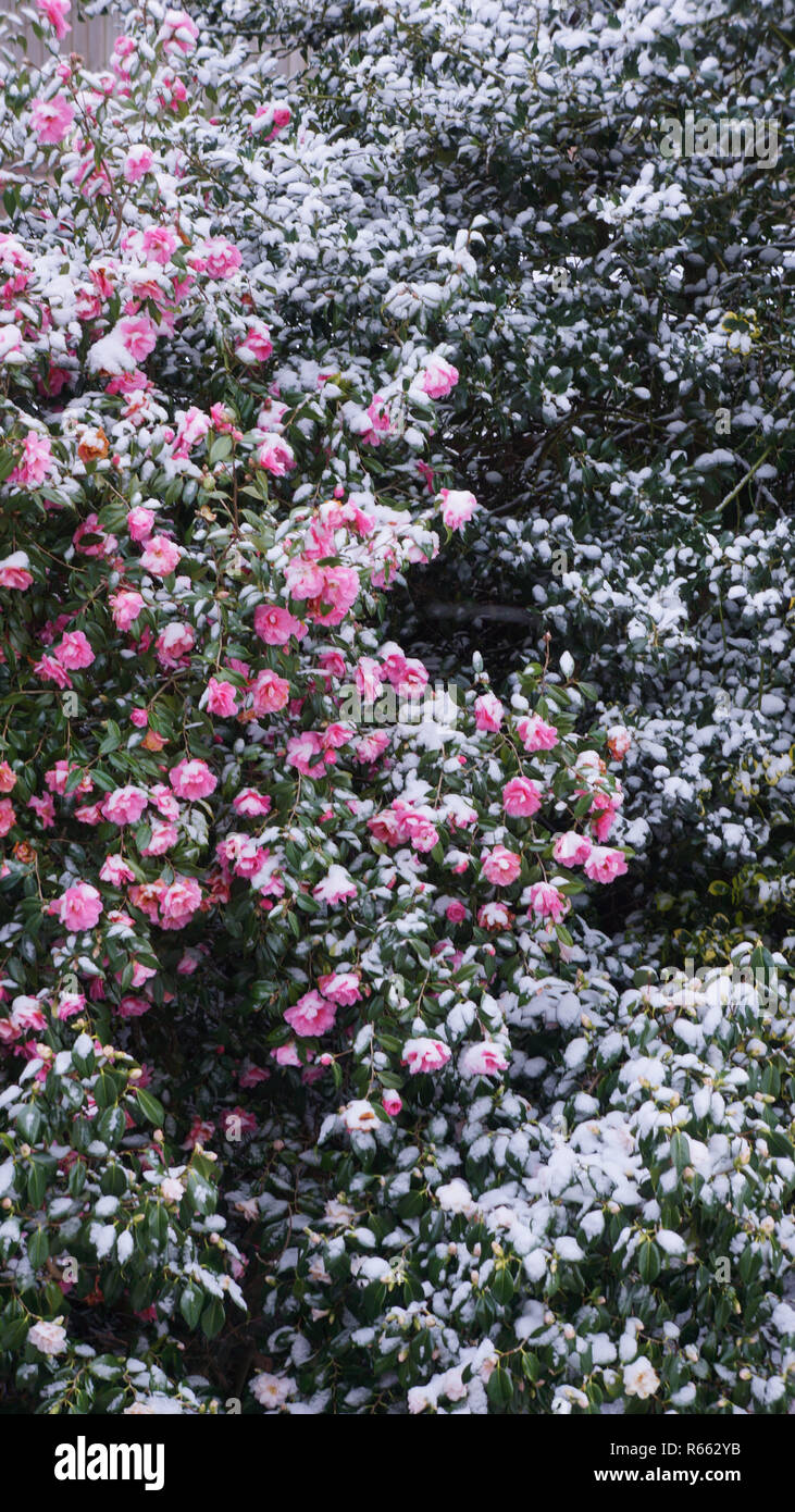 Rosa flores de camelia bajar sus cabezas han sido más nevadas. Foto de stock
