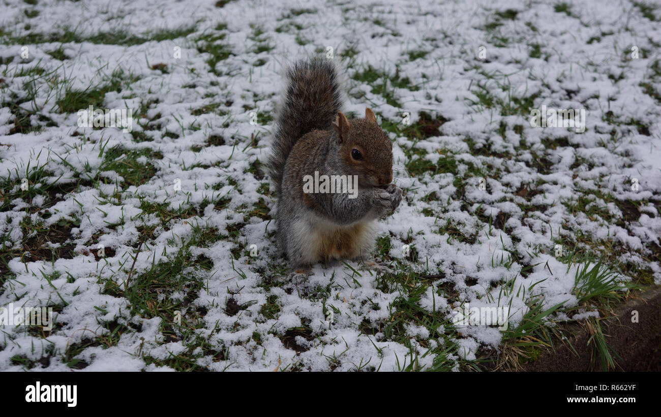 En un frío día de invierno una ardilla gris goza de un feed Foto de stock