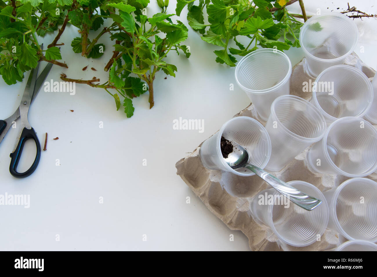 Enraizamiento de estacas de geranio plantas en vasos de plástico.  Jardinería bricolaje, manualidades ideas Fotografía de stock - Alamy