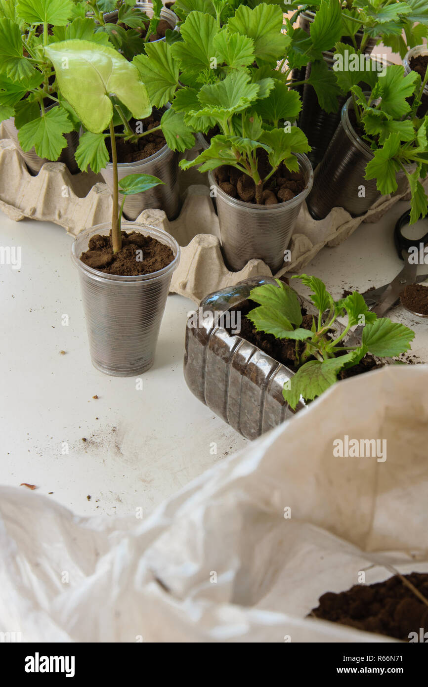Enraizamiento de estacas de geranio plantas en vasos de plástico o una  botella. Jardinería bricolaje, manualidades ideas Fotografía de stock -  Alamy