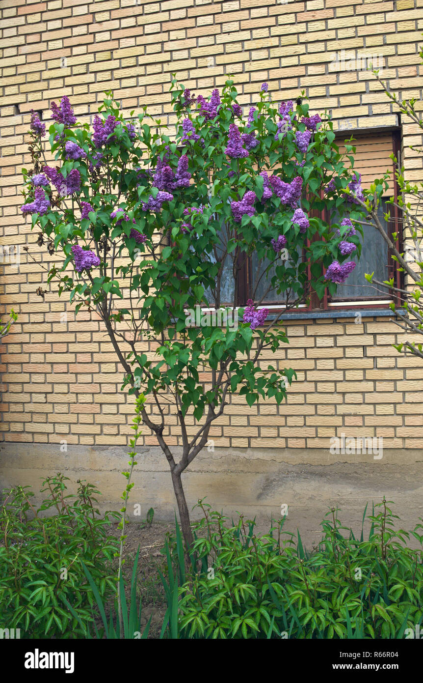 Lilac tree pot fotografías e imágenes de alta resolución - Alamy