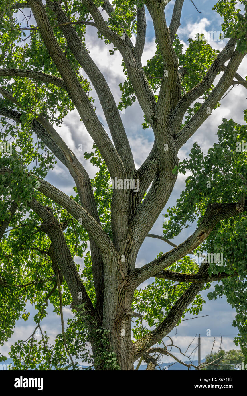 Cottonwood del Este En agosto, populus deltoides, árbol de hoja caduca que crece en el estado de Nueva York, EE.UU. Foto de stock
