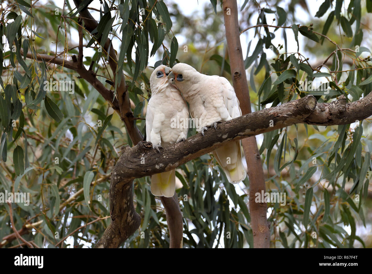 Dos australianos, Queensland poco Corellas ( Cacatua sanguinea ) acicalarse mutuamente Foto de stock