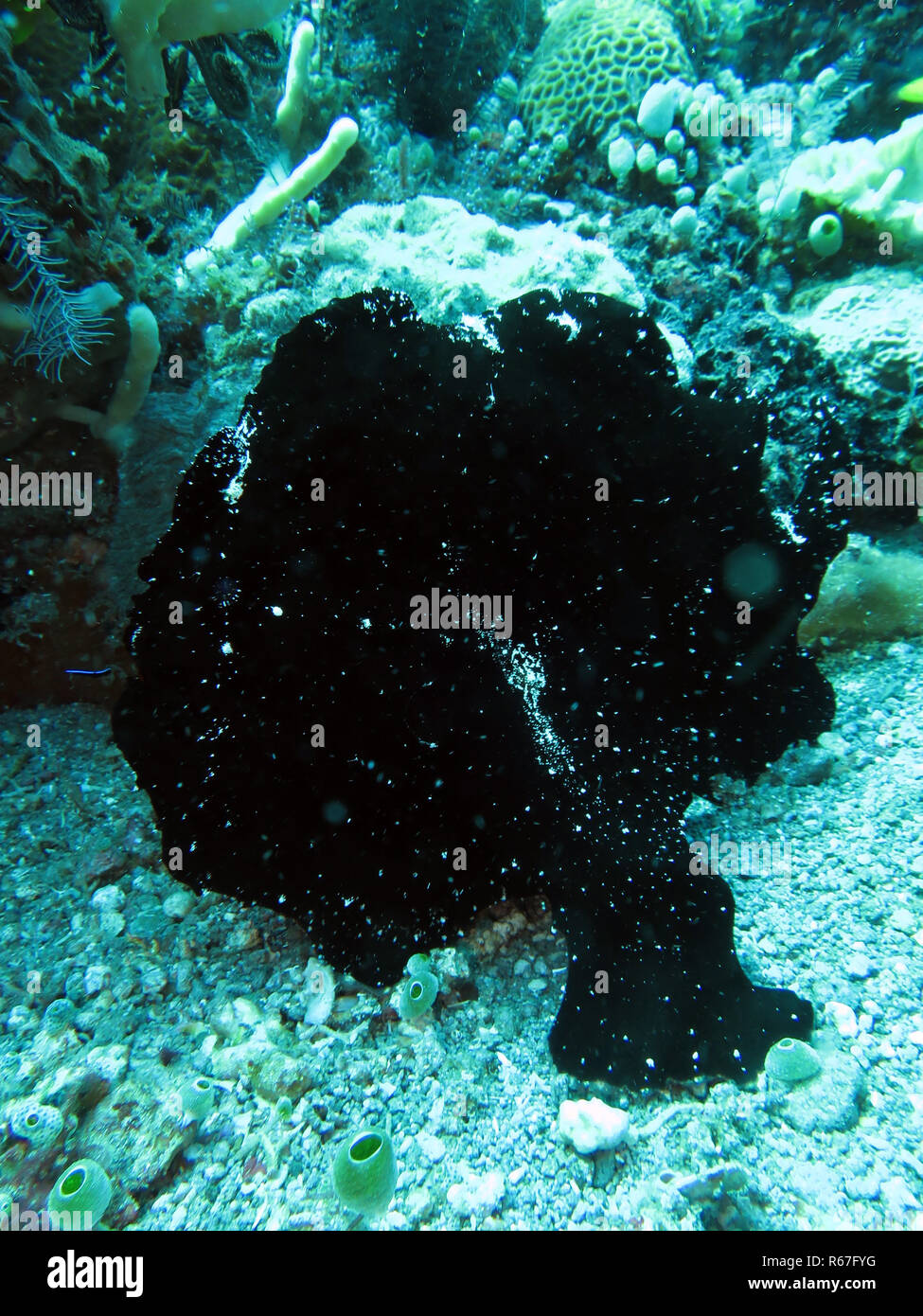 Negro de commerson frogfish (antennarius commersoni),frogfish gigante Foto de stock