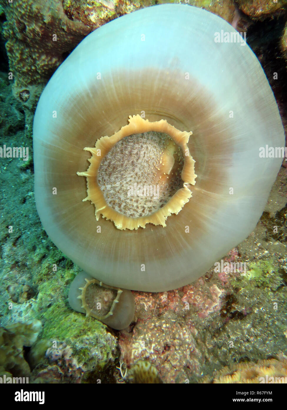 Disco grande anémona la oreja de elefante - amplexidiscus fenestrafer Foto de stock