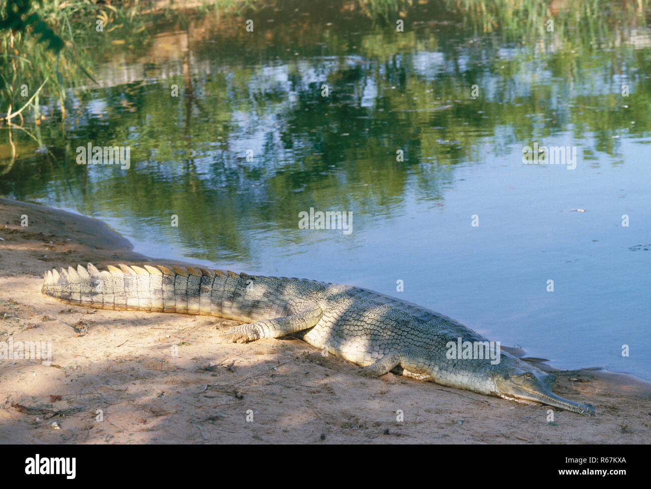 Los Reptiles, cocodrilos, caimanes gavial (gavialis gangeticus), dighpur islas Andaman y Nicobar, India Foto de stock