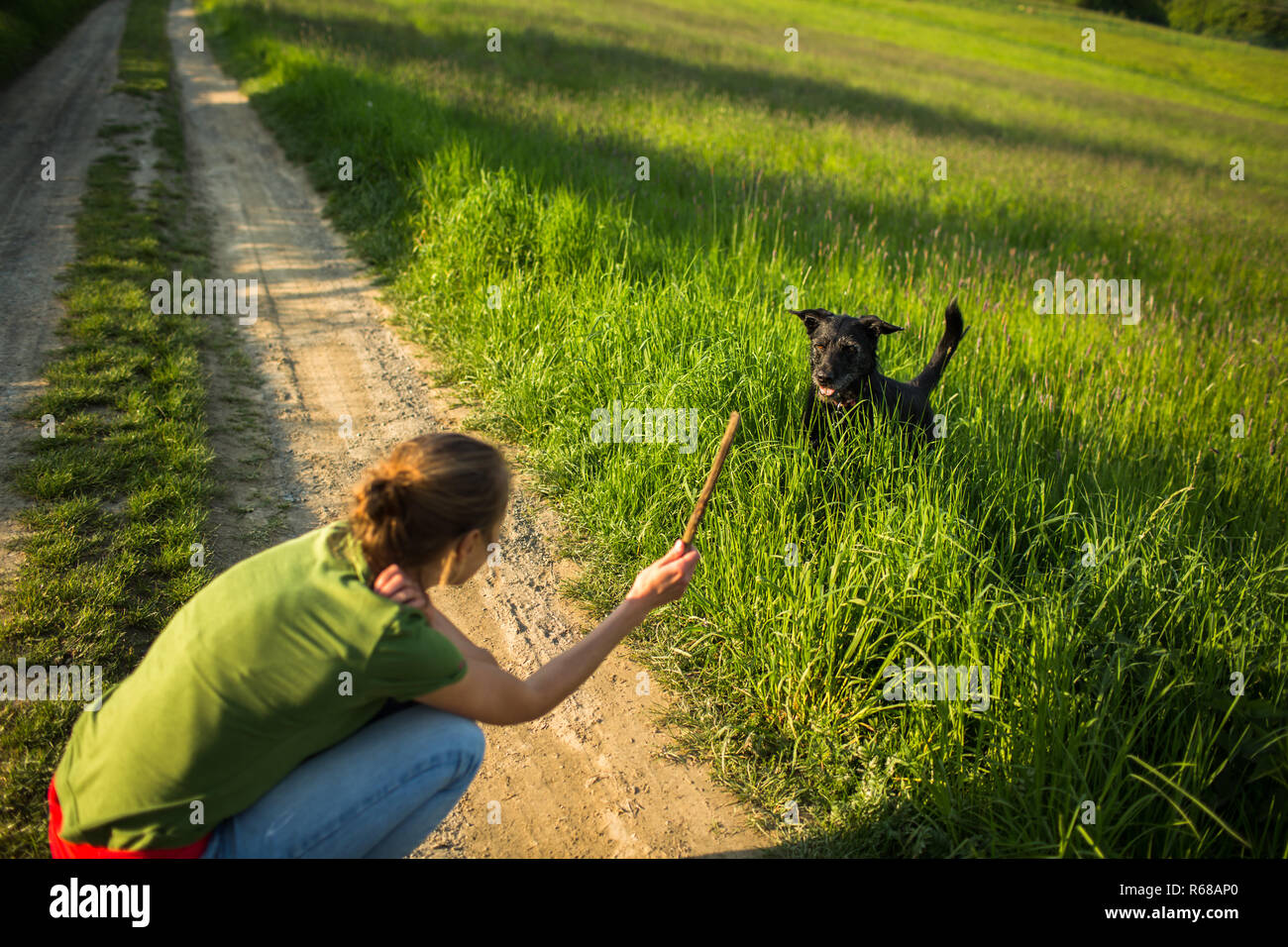 Pasear al perro - arrojar el palo para capturar a este compañero ansioso  Fotografía de stock - Alamy