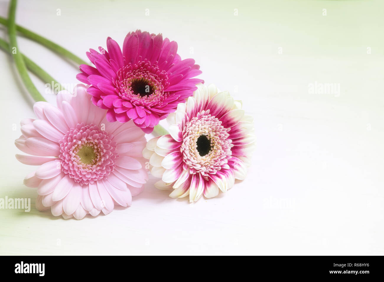 Tres flores de gerbera en fotografías e imágenes de alta resolución - Alamy