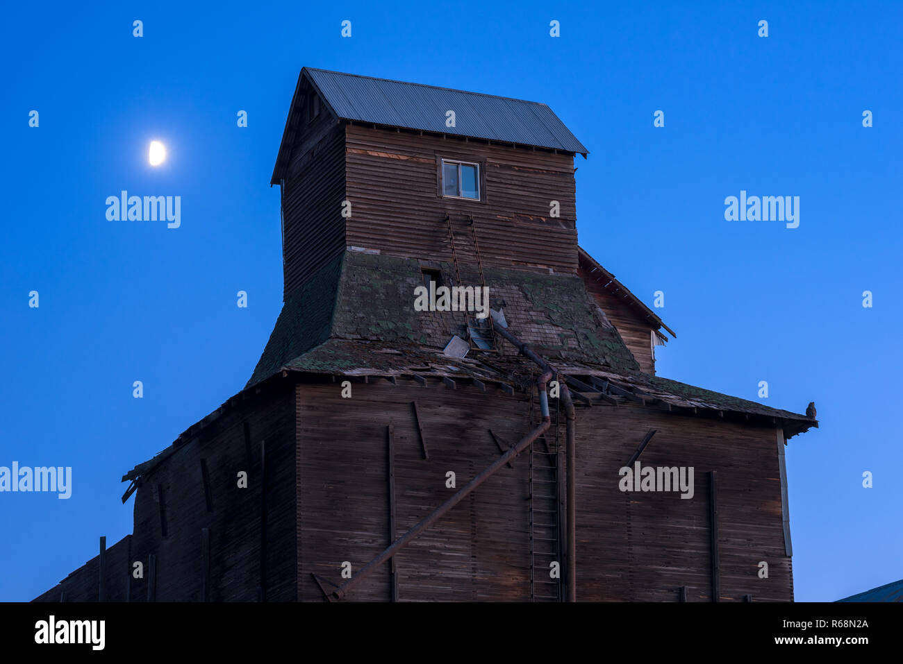 Búho en un viejo edificio del elevador de grano, el Diamante, Washington. Foto de stock