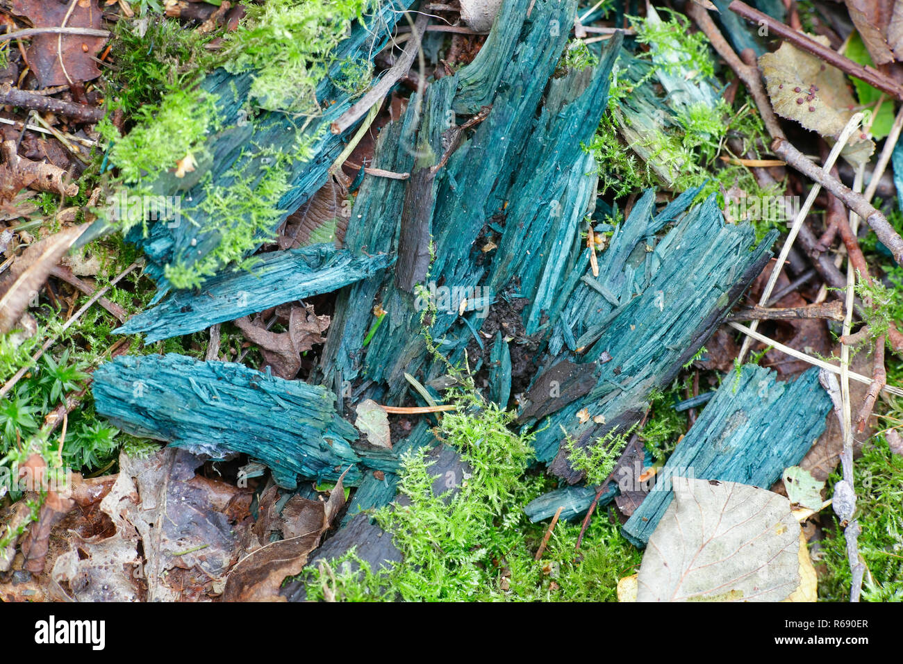 Verde, Chlorociboria aeruginascens elfcup, ha teñido decaying madera verde azulado Foto de stock