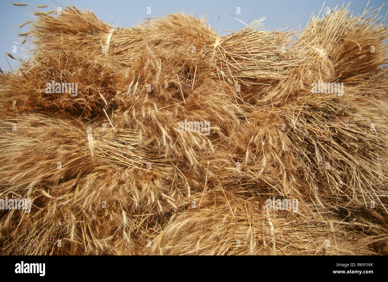 Cosecha de trigo cosechada, India, Asia Foto de stock