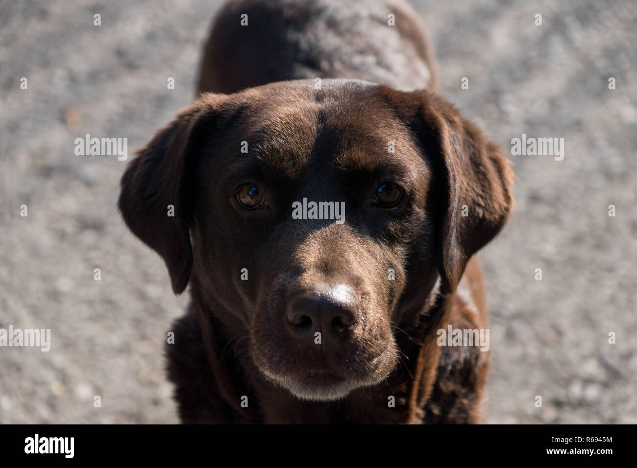 Perro Labrador marrón mirando a los ojos Foto de stock