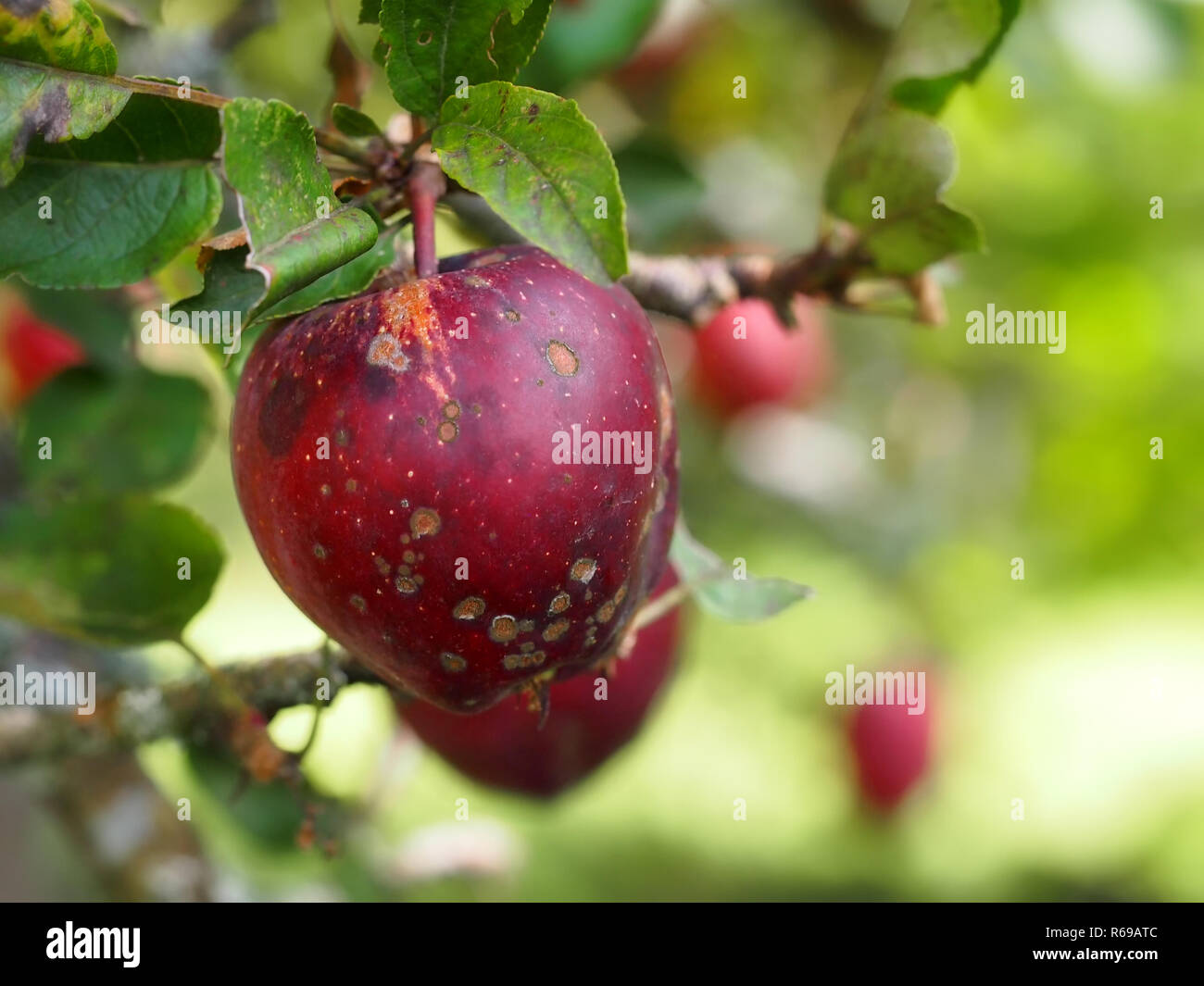 Manchas negras con manzanas scabby en árbol, infectados con Apple scab enfermedad micótica. Fondo difuminado. Foto de stock