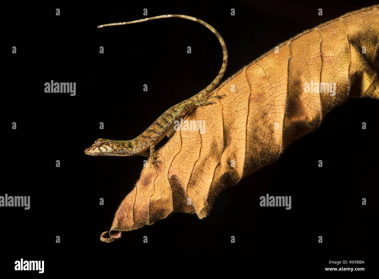 Anolis sp., Dactyloidae , Amazon Rainforest, Choco Bosque, Ecuador Foto de stock