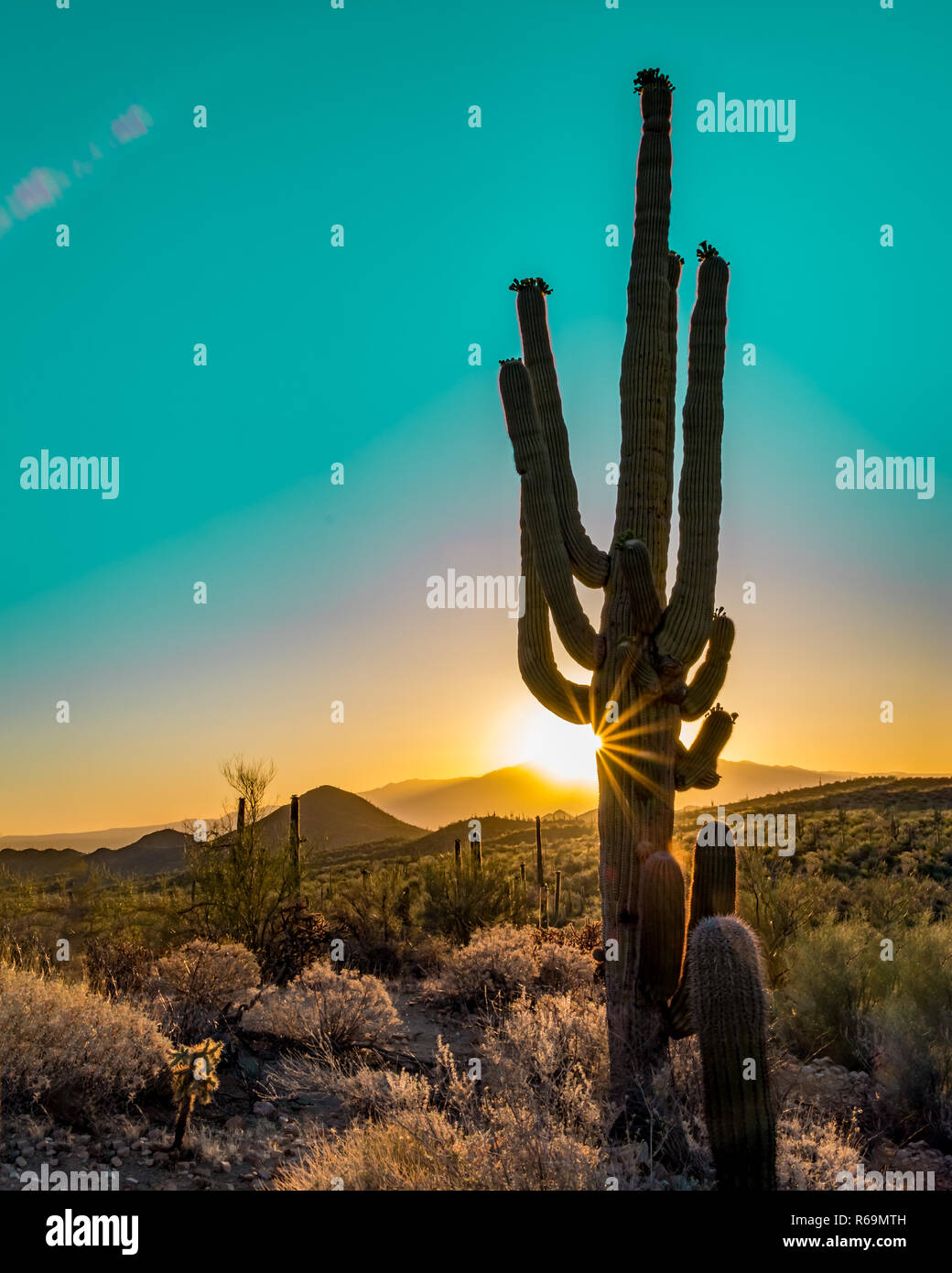 Silueta del cactus gigante saguaro al amanecer o puesta de sol en el Desierto de Sonora, en el Parque Nacional de Saguaro en Tucson, Arizona, EE.UU. Foto de stock