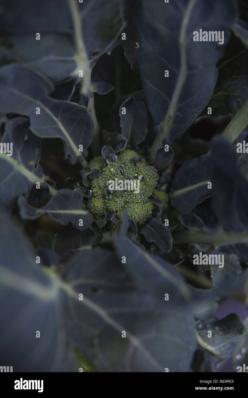 Brócoli bebé fotografías e imágenes de alta resolución Alamy
