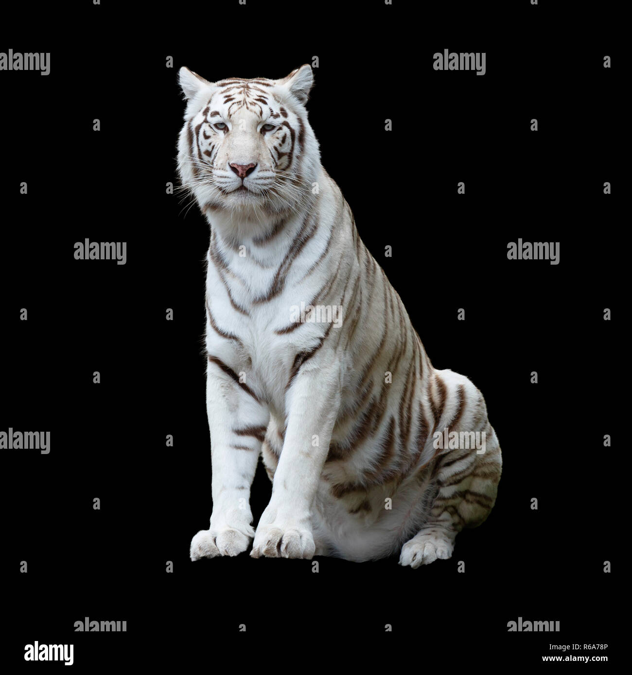 Tigre De Bengala Aislado Fotos E Imagenes De Stock Alamy Tigre De Bengala Aislado Fotos E Imagenes De Stock Alamy