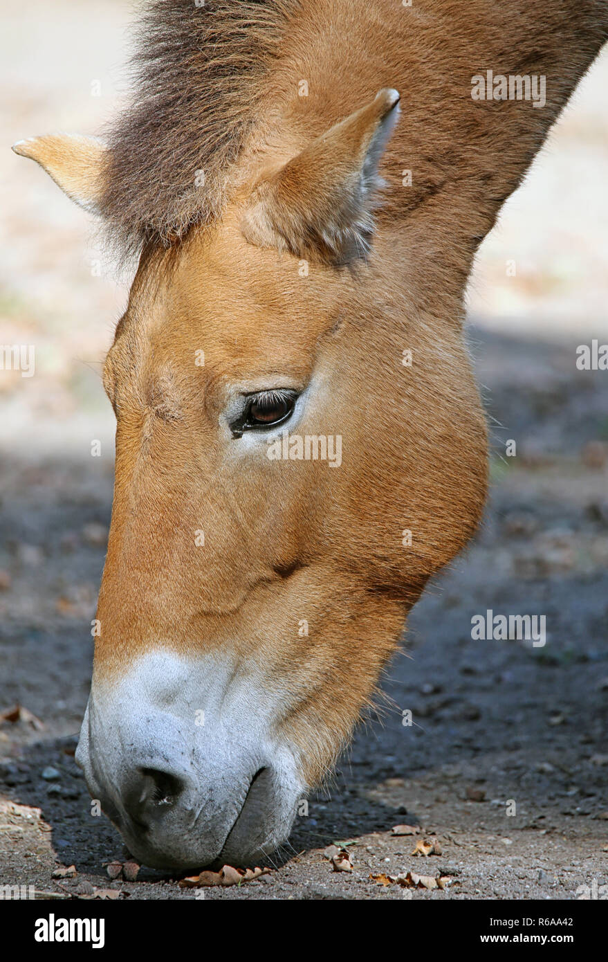 Close-up de caballo de Przewalski equus ferus przewalskii Foto de stock