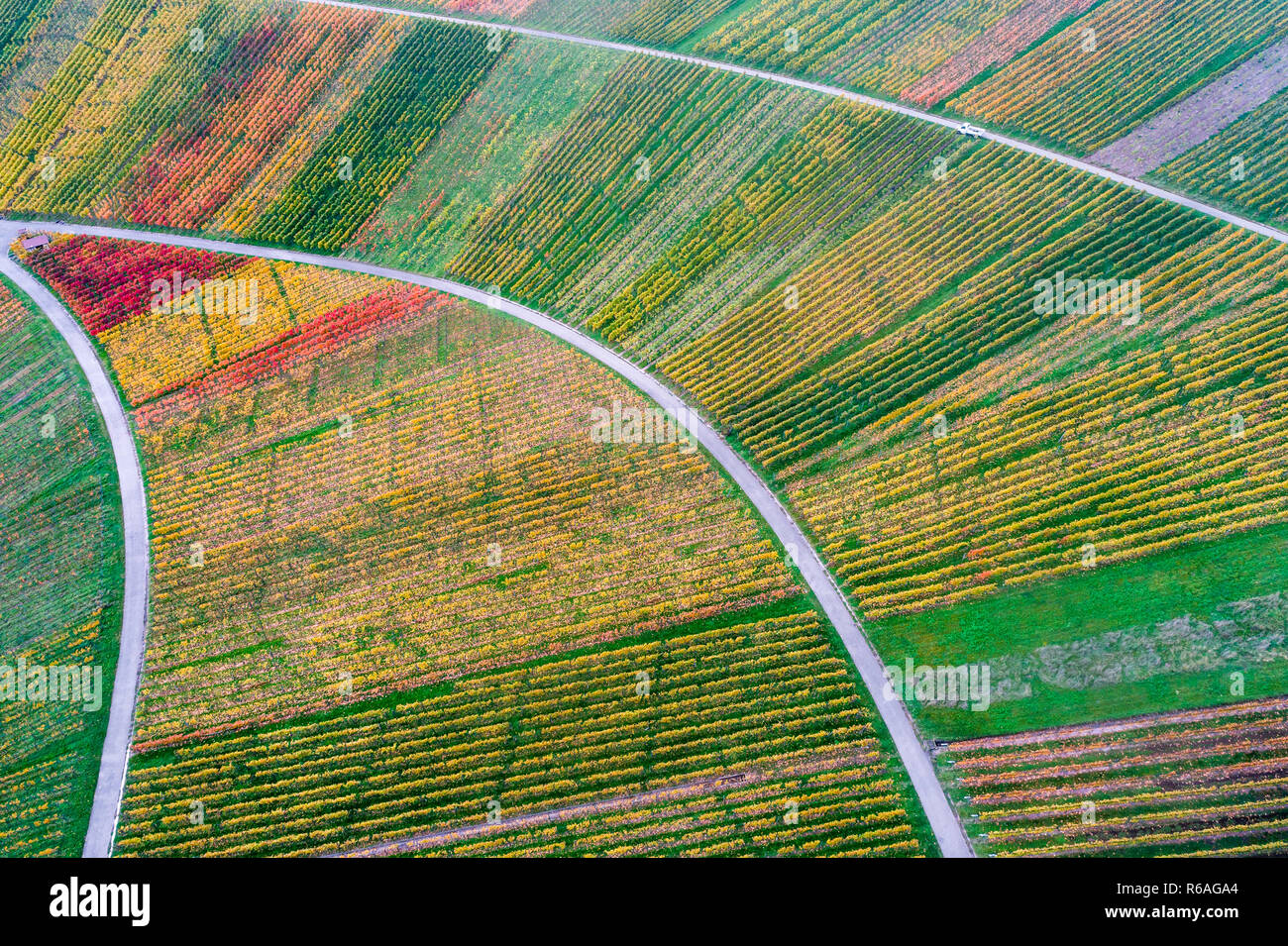 Vista aérea de viñedos en schnait en otoño,remstal,Baden Wuerttemberg,alemania Foto de stock