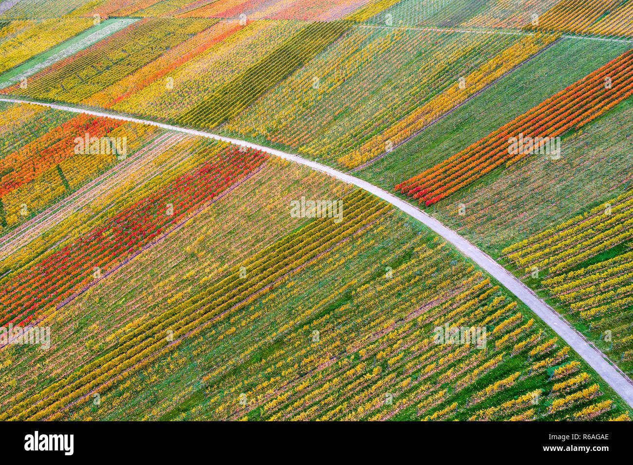 Vista aérea de viñedos en schnait en otoño,remstal,Baden Wuerttemberg,alemania Foto de stock