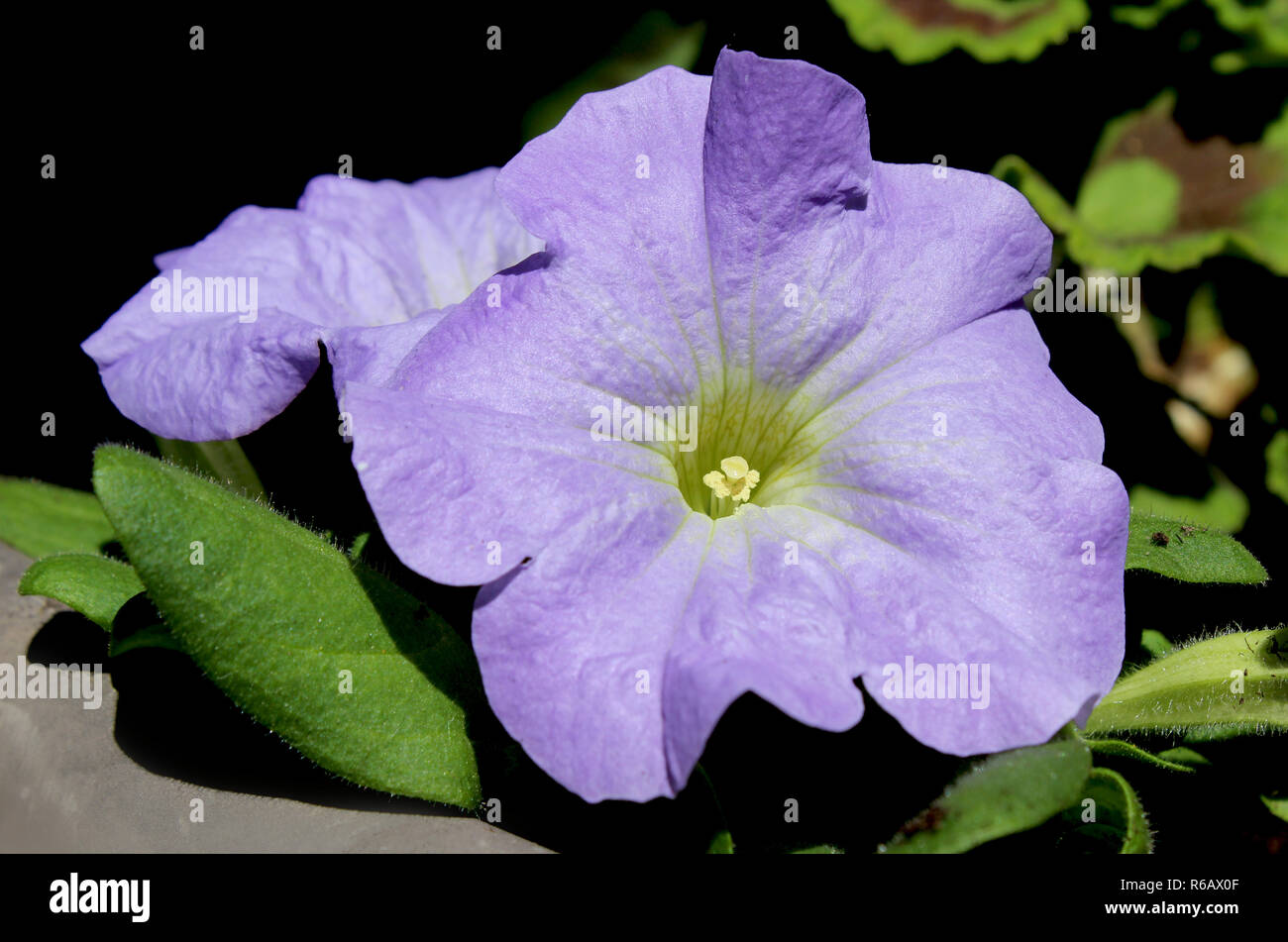 Cerca de un hermoso color lila suave petunia flor, la planta crece al aire libre en verano. Foto de stock