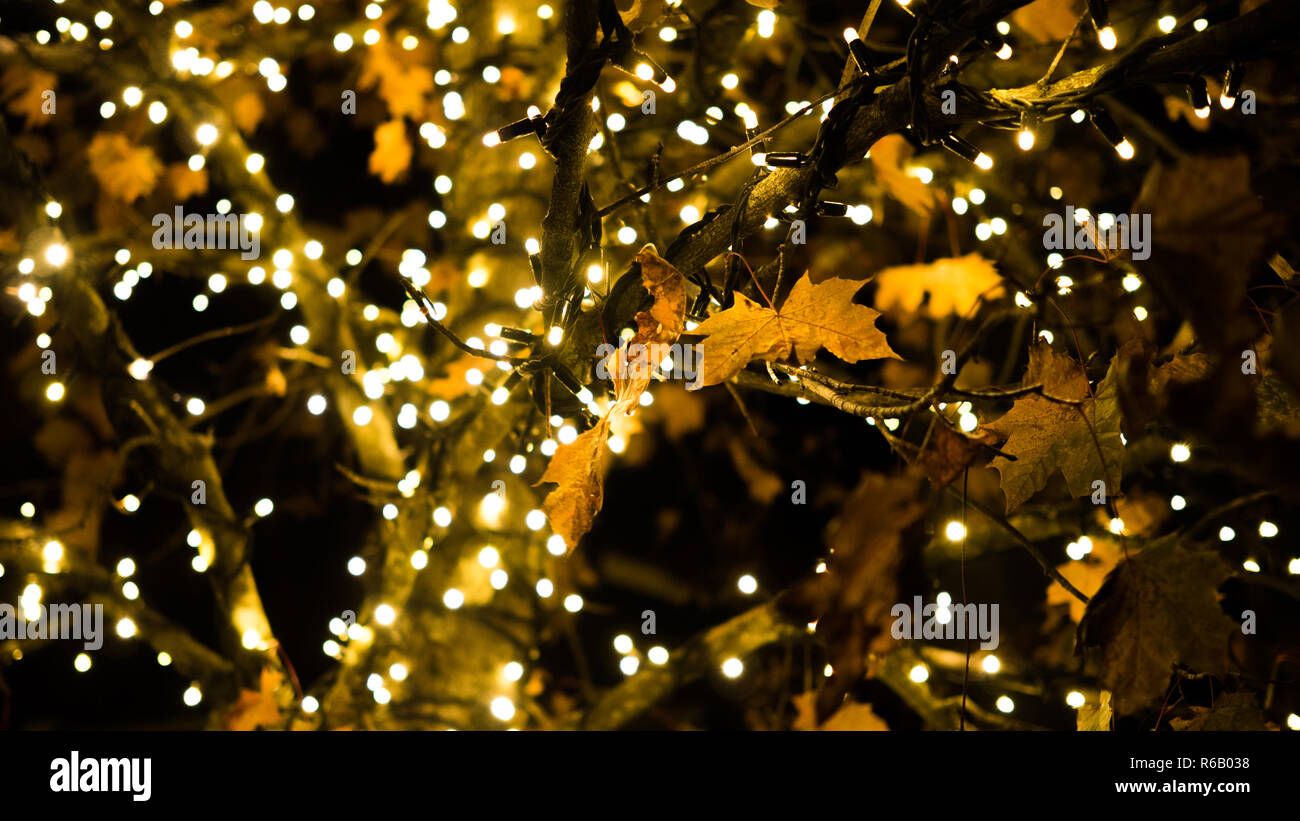 Árbol otoñal con las luces de hadas, concentrarse en una sola leafs Foto de stock