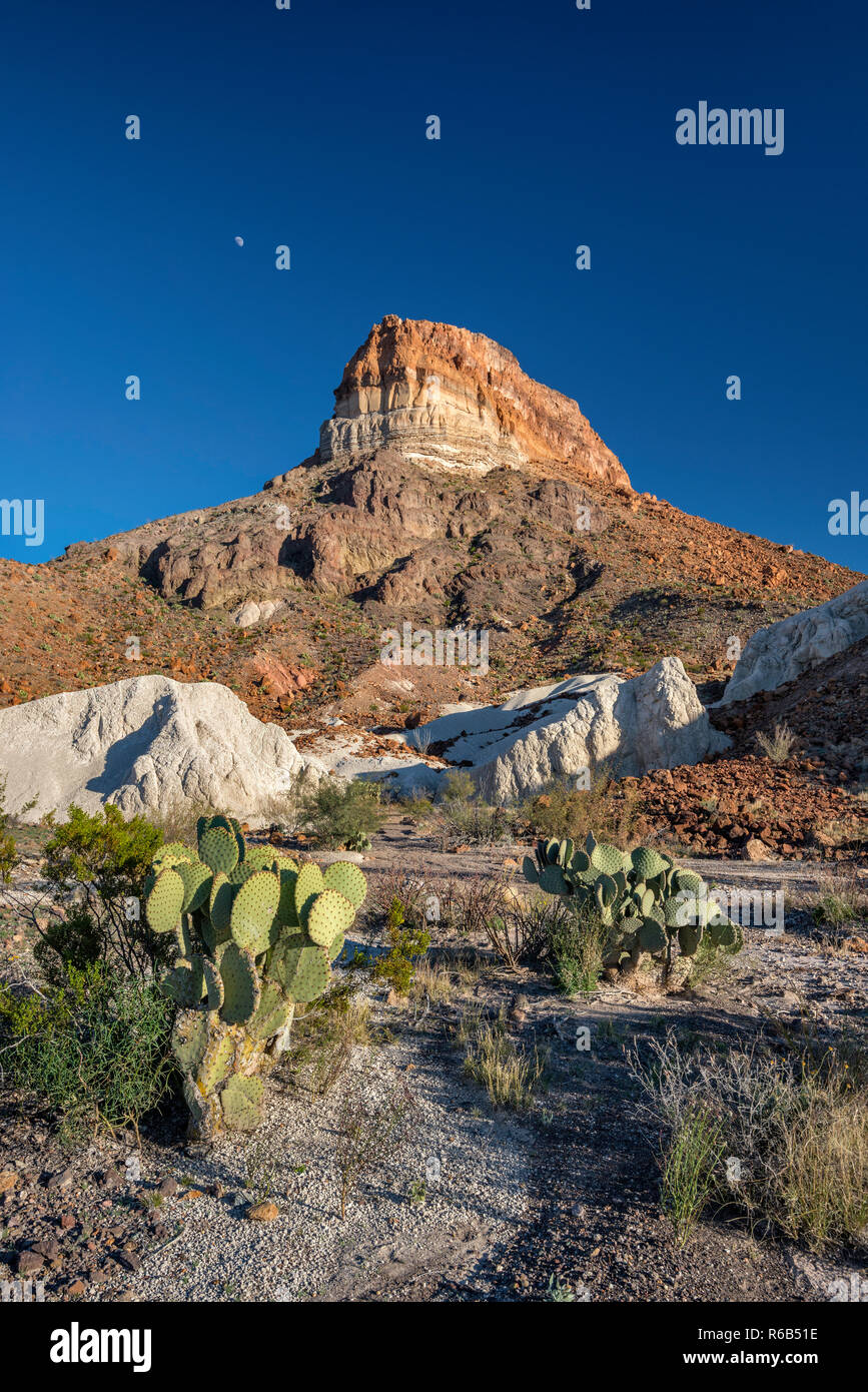 Cerro Castellano (pico), Castolon tobas volcánicas, nopal, Ross Maxwell Scenic Drive, el desierto de Chihuahua, el Parque Nacional de Big Bend, Texas, EE.UU. Foto de stock