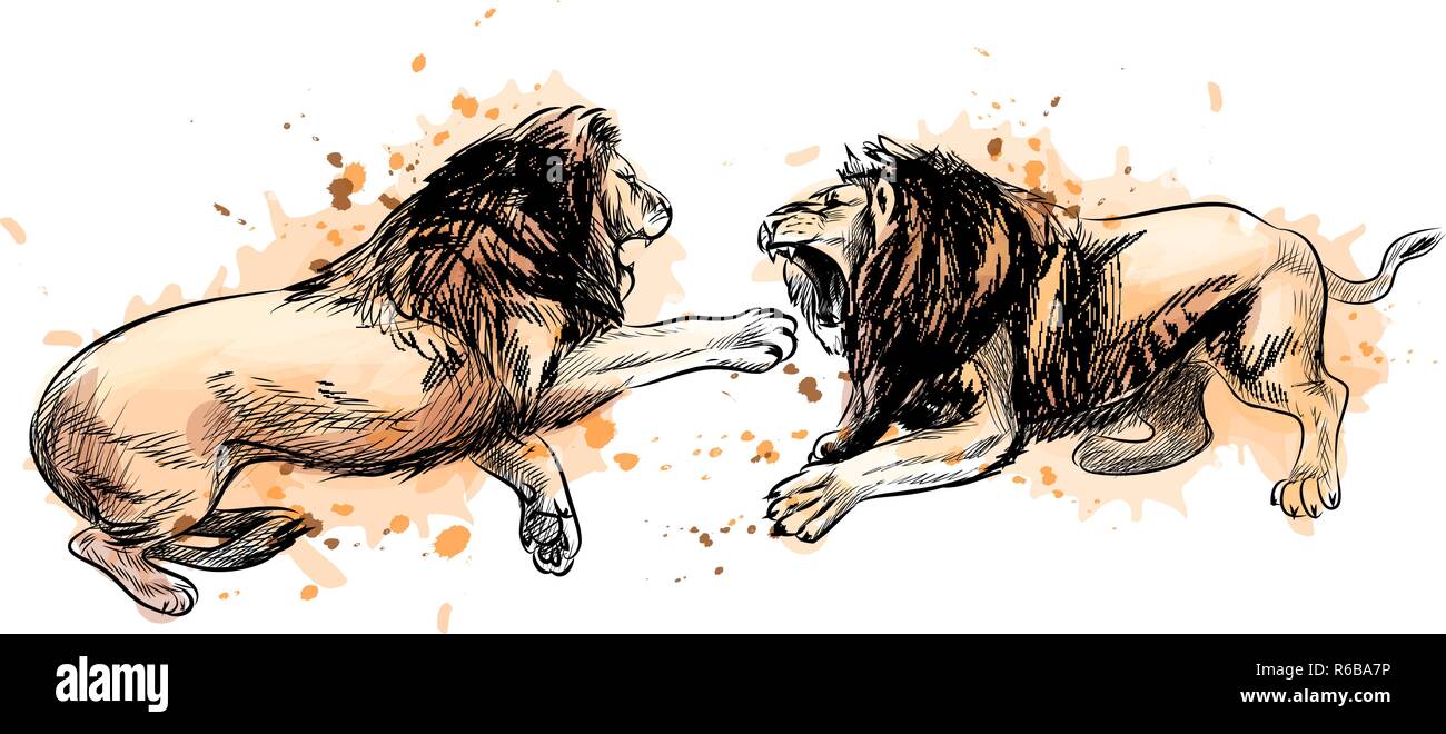 Dos leones de combates desde un toque de acuarela, boceto dibujados a mano  Imagen Vector de stock - Alamy