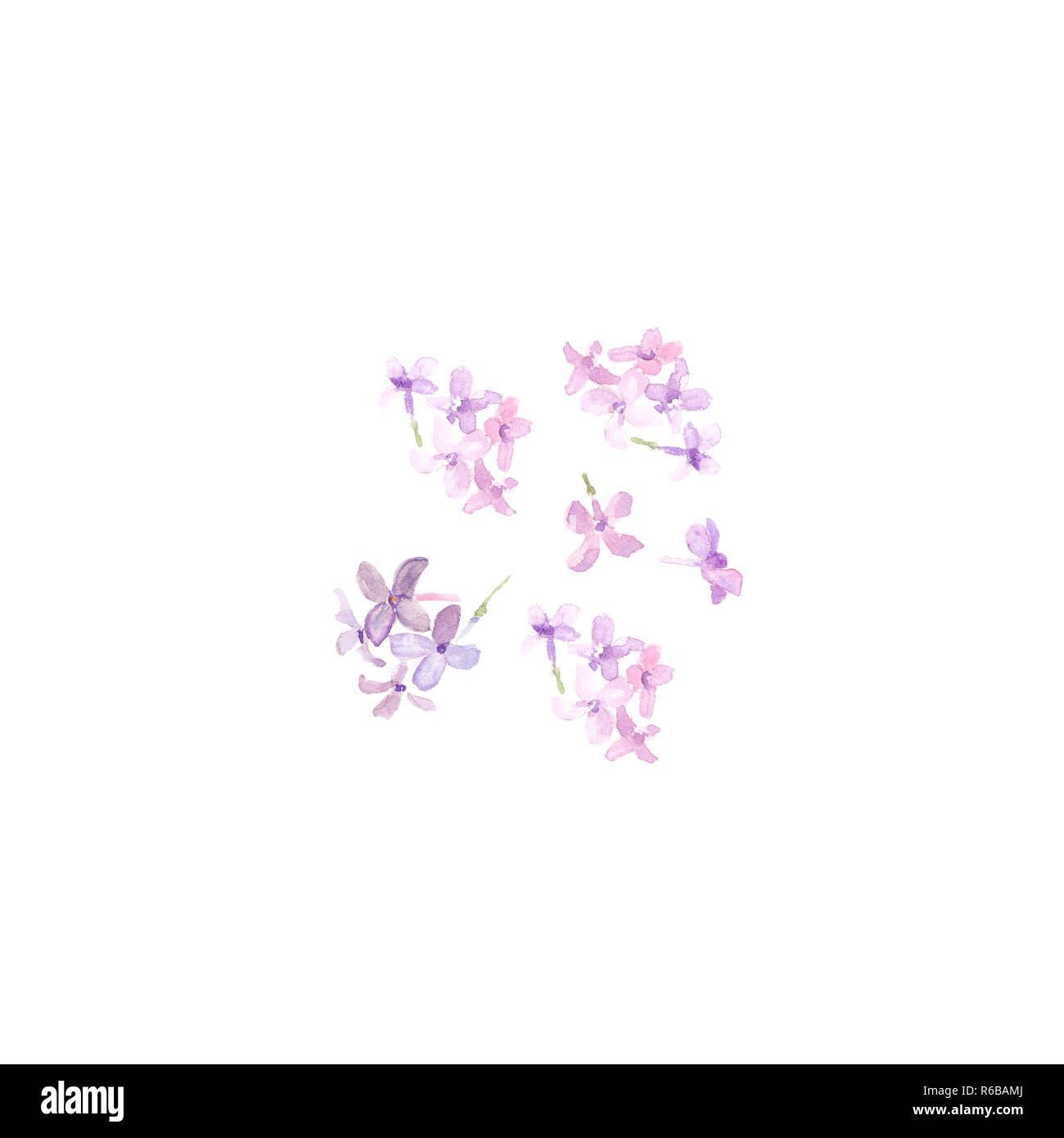 Flores de color pastel suave. Púrpura Rosa Lila flores y pétalos de syringa  acuarela ilustración Fotografía de stock - Alamy