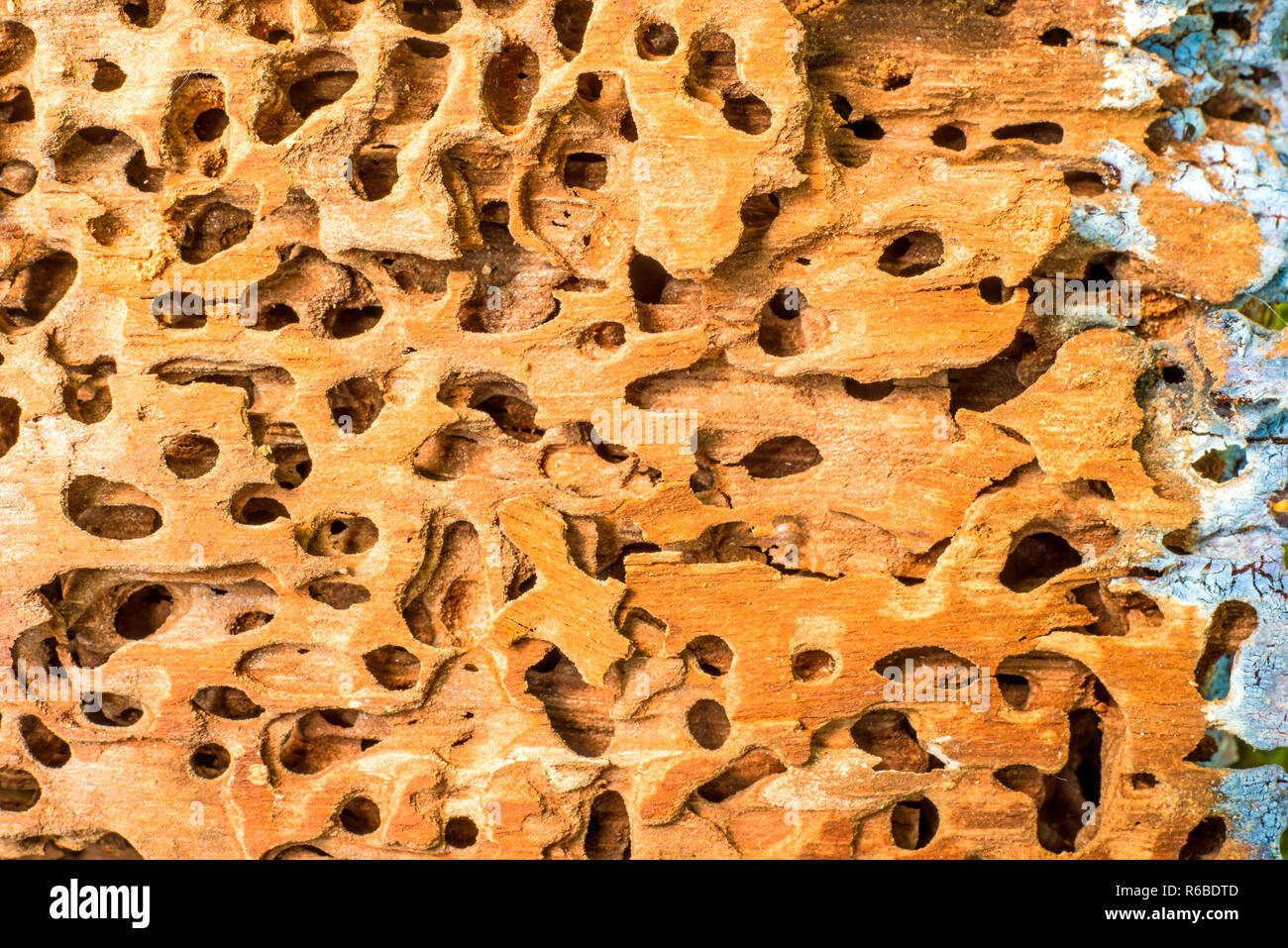 Superficie de madera con agujeros de termitas Fotografía de stock - Alamy