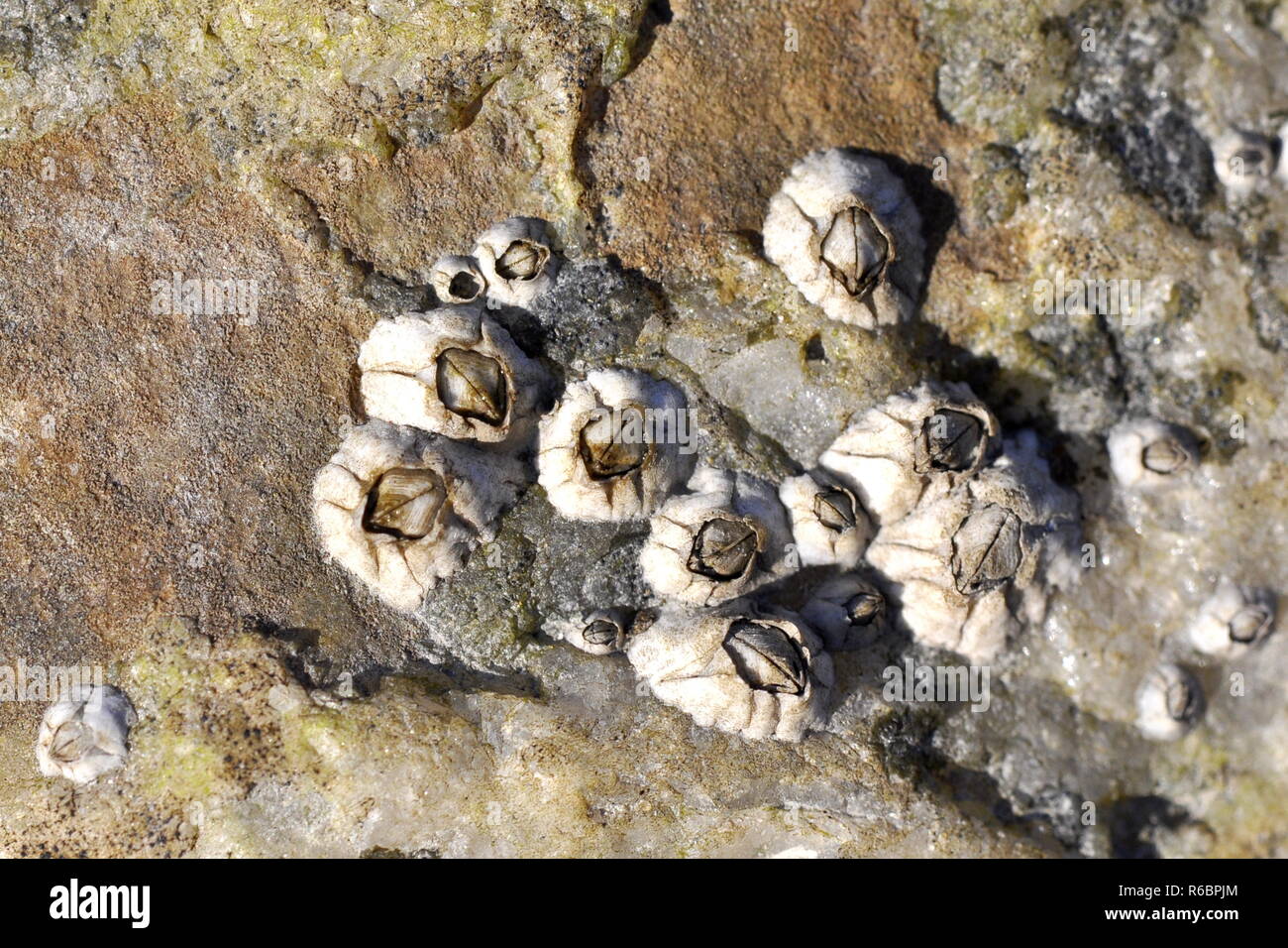 Balanus percebes en una piedra Foto de stock