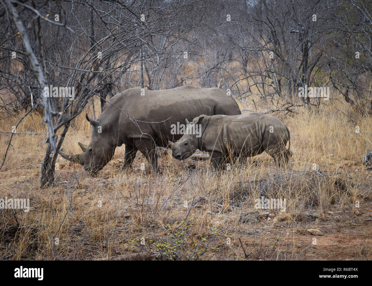 Rhino y ternera en paisaje de sabana Foto de stock