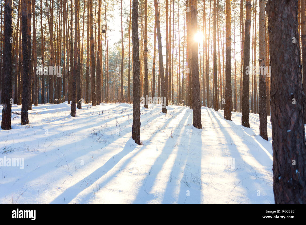 Paisaje invernal de bosque de pinos Foto de stock