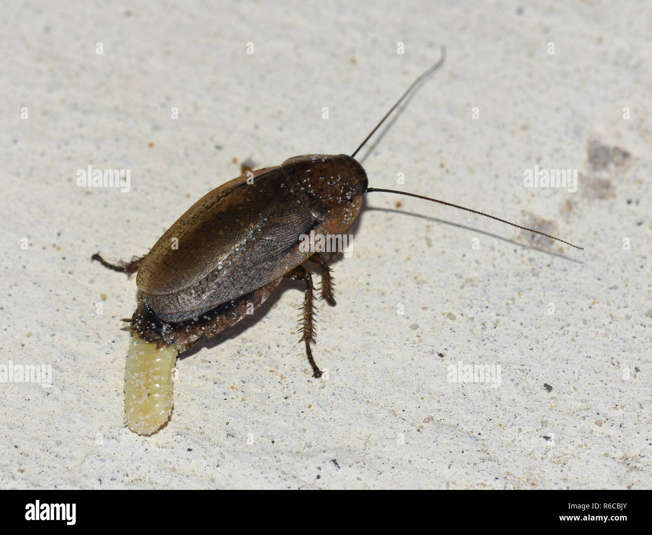 Oothecae fotografías e imágenes de alta resolución - Alamy