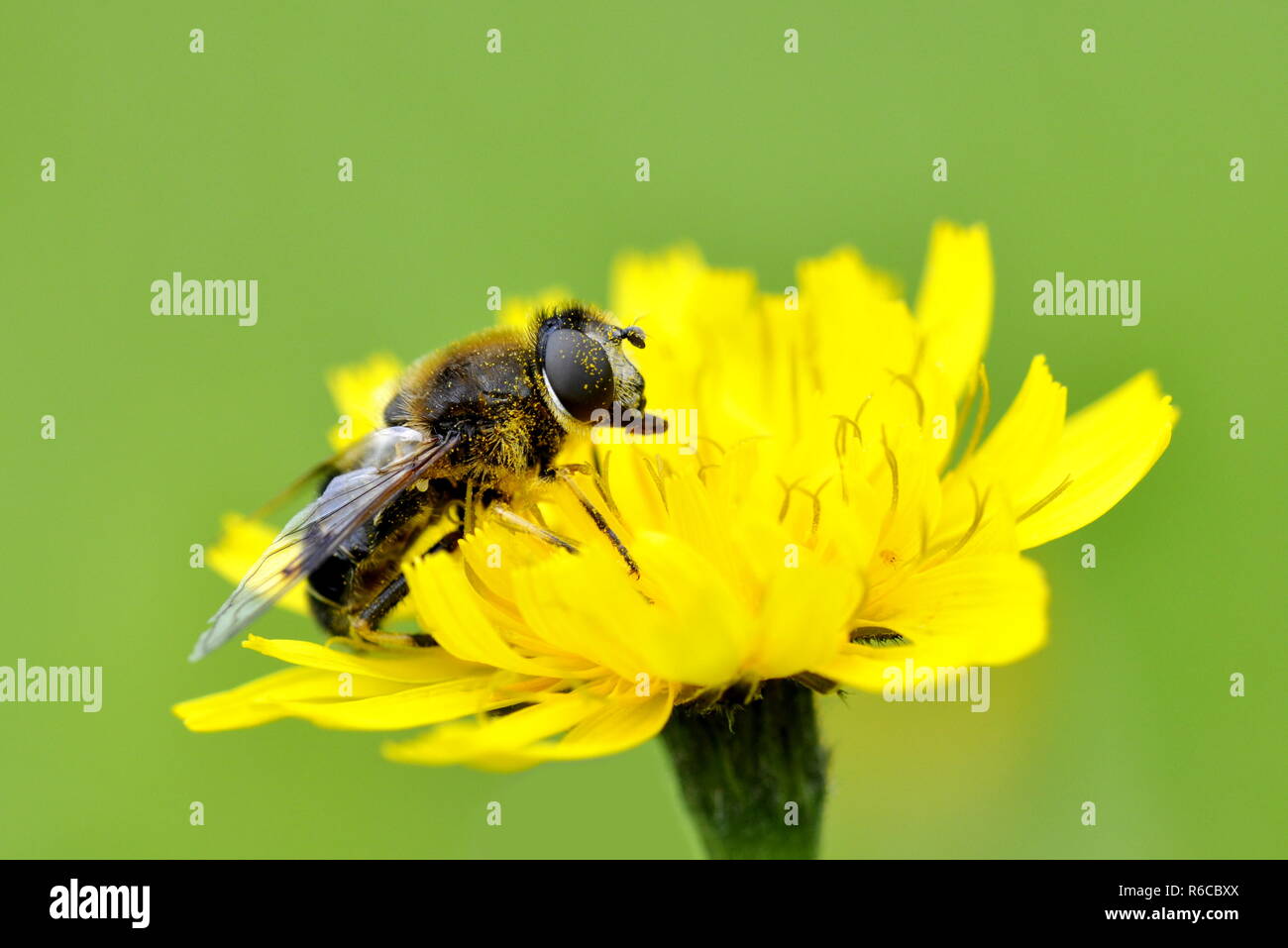 Dronefly Eristalis tenax cubiertos de polen sentado en una flor amarilla Foto de stock