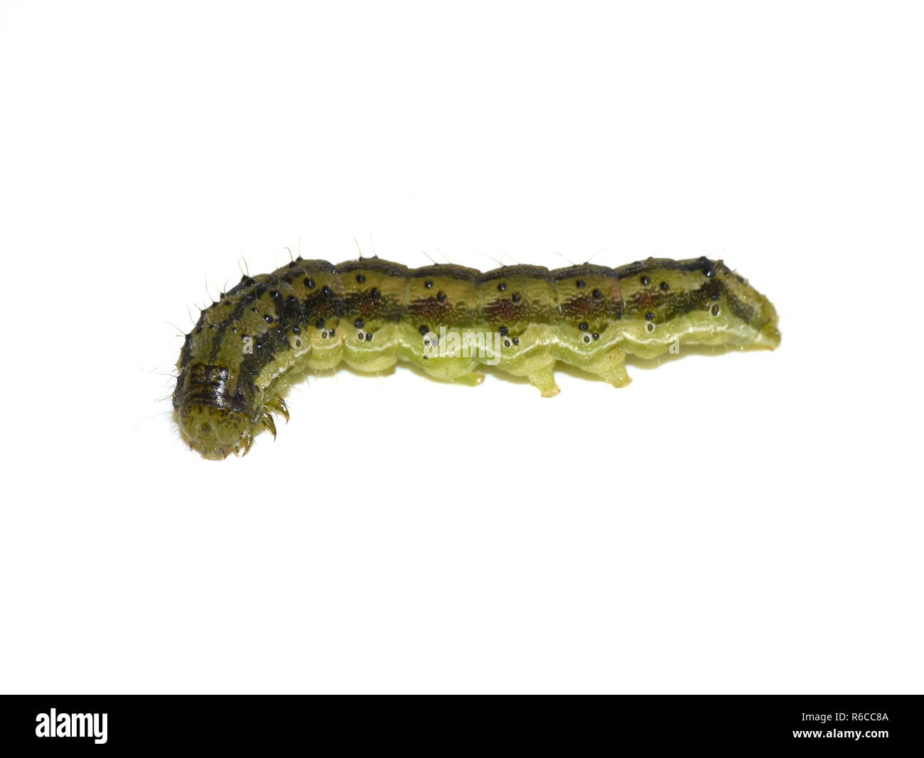 La plaga Helicoverpa armigera caterpillar aislado sobre fondo blanco. Foto de stock