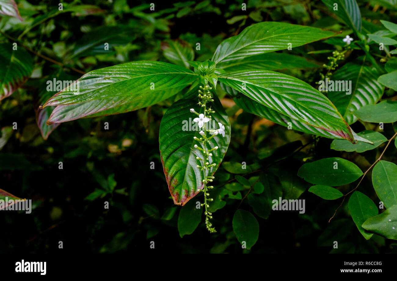 Las flores crecen en lo profundo de la selva exuberante y acantilados de piedra caliza de Welchman Hall Gully, Barbados Foto de stock