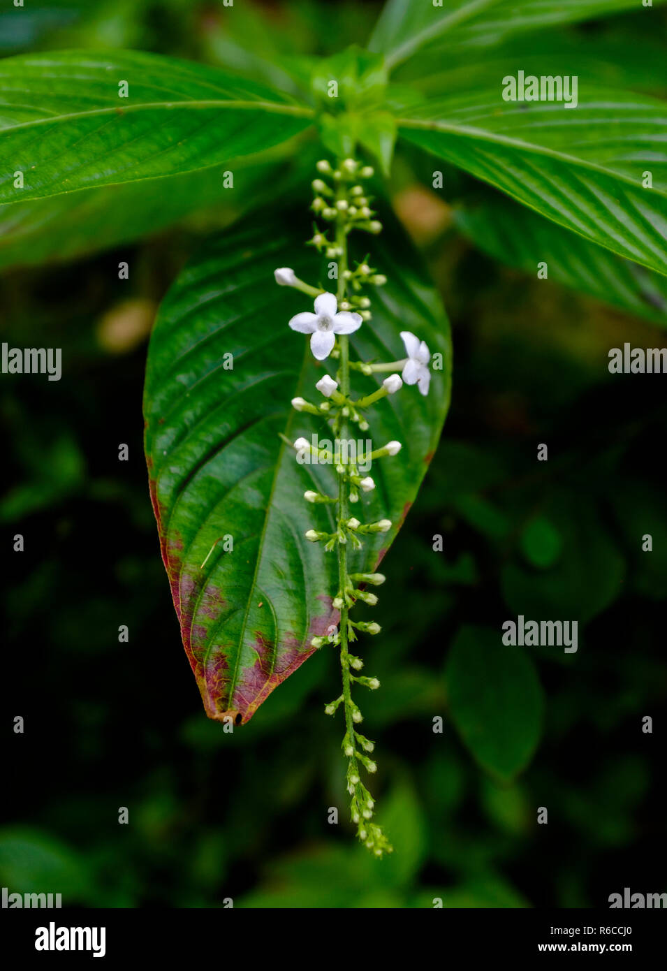 Las flores crecen en lo profundo de la selva exuberante y acantilados de piedra caliza de Welchman Hall Gully, Barbados Foto de stock