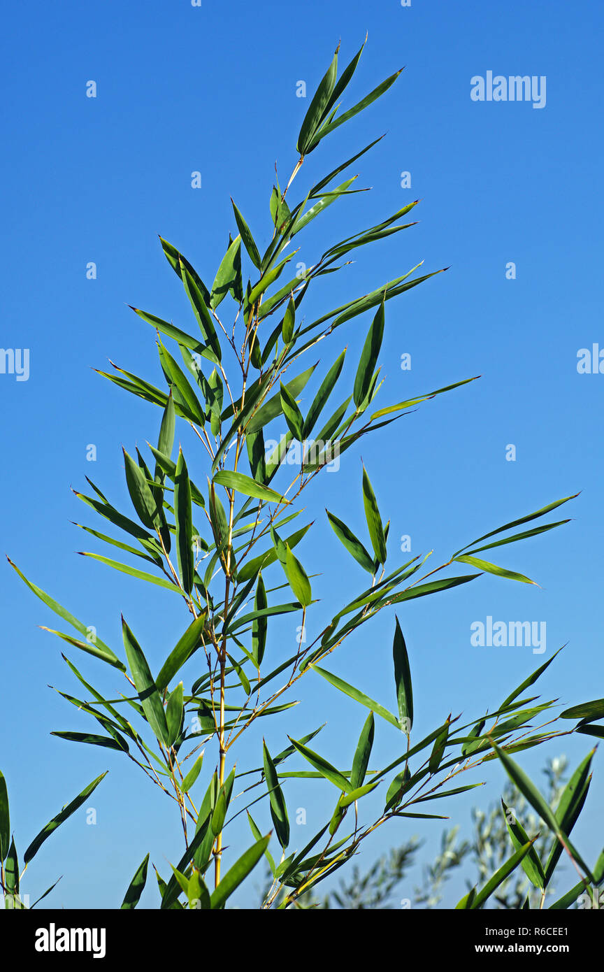 El bambú Phyllostachys, familia Poaceae Foto de stock