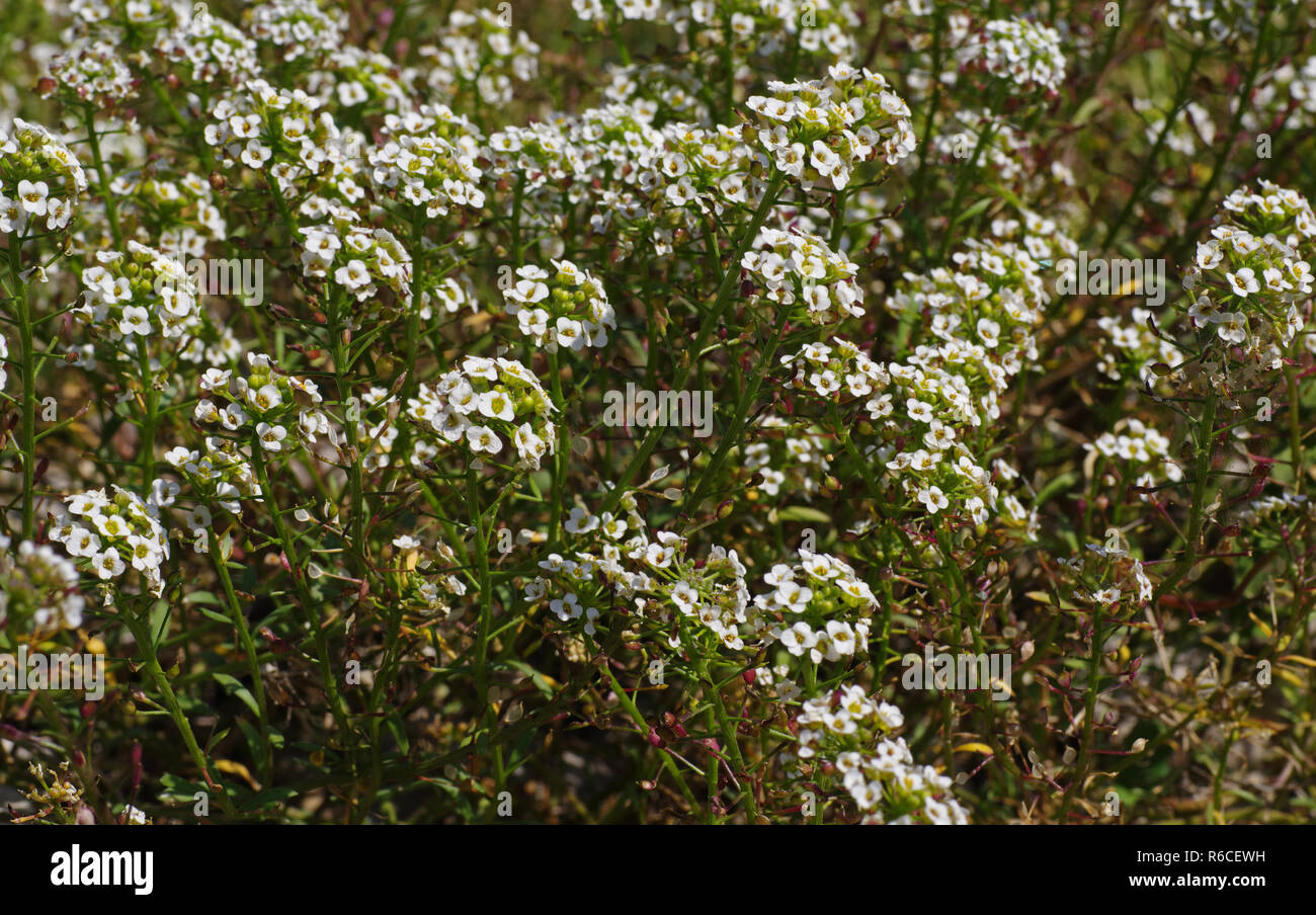El Wildflower Lobularia maritima, el Dulce Alison, la familia Cruciferae Foto de stock