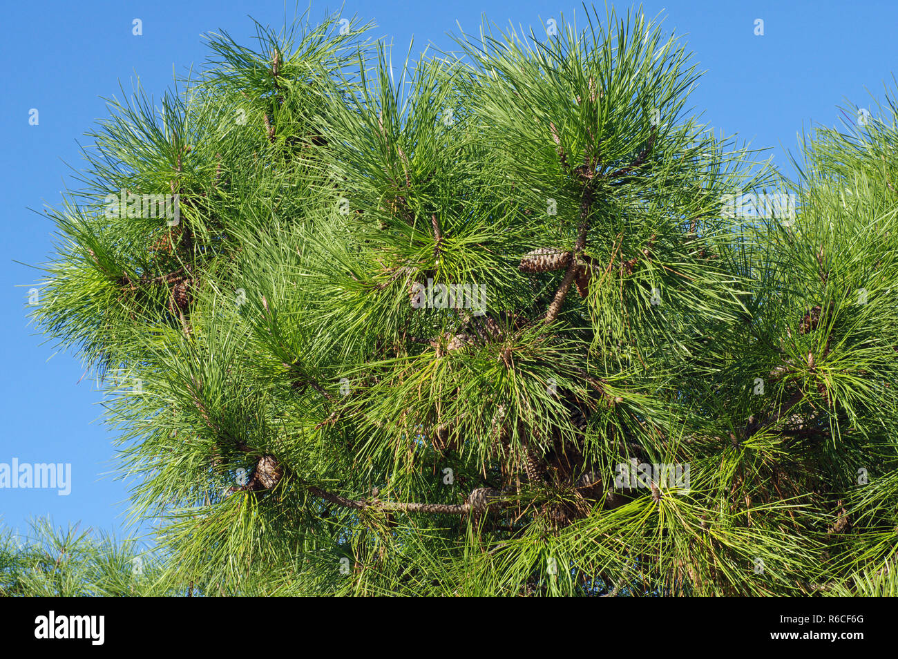 Pinus pinea, el italiano o el pino piñonero pino piñonero, familia Pinaceae Foto de stock
