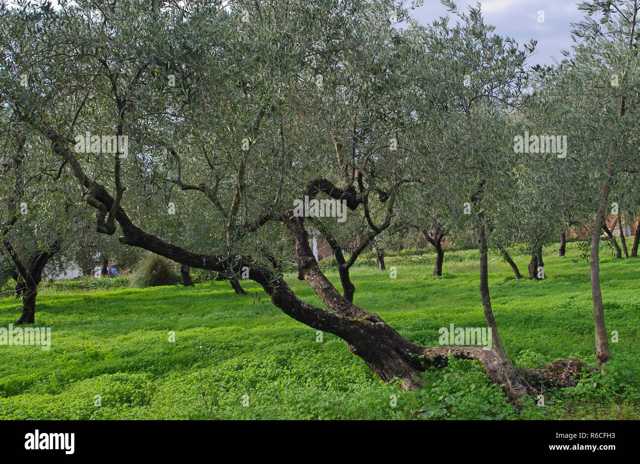 Olivos en un antiguo olivar (Olea europaea),Formia, Italia Foto de stock